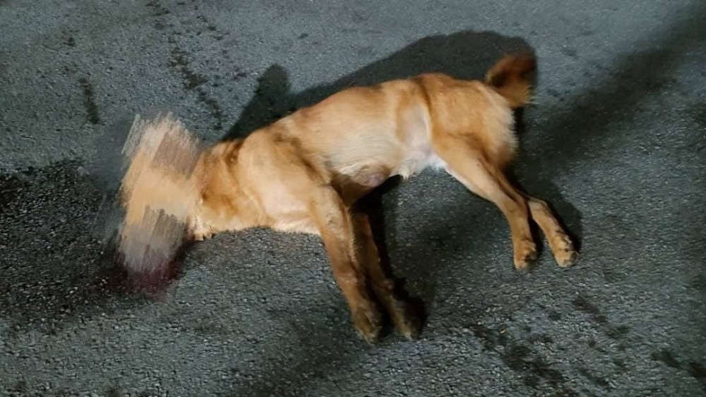 நாய்களுக்கு விஷமிடப்பட்டதா? ஆராய்கின்றனர்