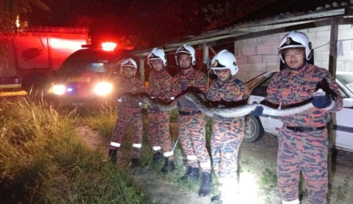 அதிர வைக்கும் சம்பவம்: வாத்துக்களின் சத்தம் அம்பலப்படுத்திய 50 கிலோ பாம்பு