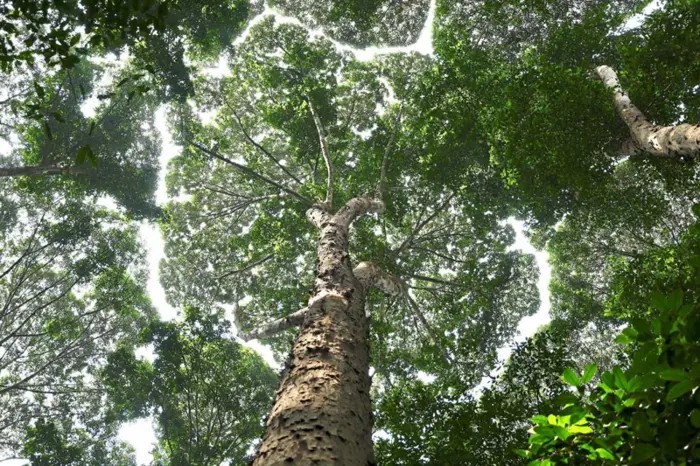 சிலாங்கூர் வனப்பூங்கா யுனேஸ்கோவின் உலகப் பாரம்பரியத் தளமாக அங்கீகாரம்