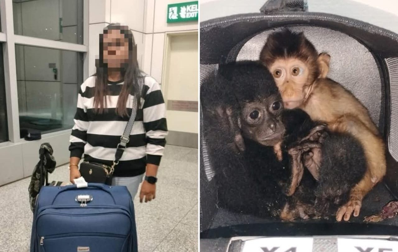 சியாமாங் குரங்குகள் கடத்தல்: 36 வயது மாது கைது