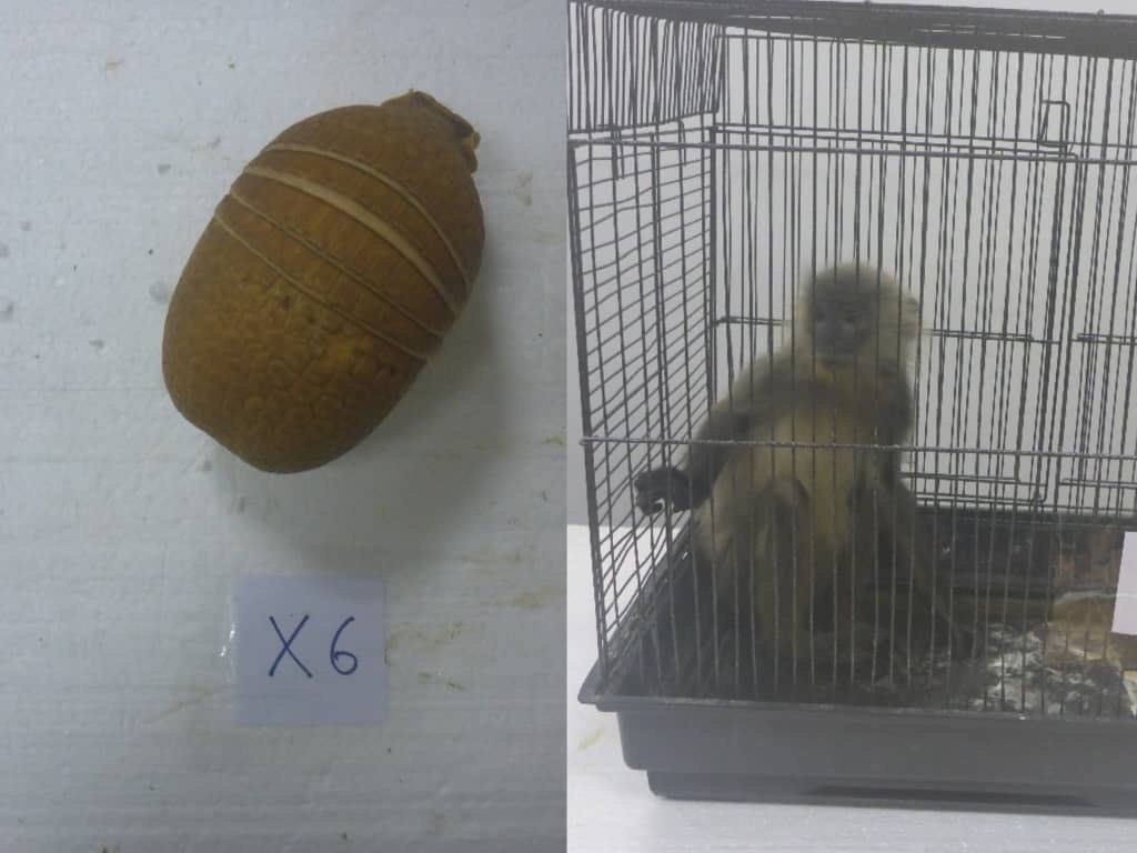 கேஎல்ஐஏவில் 73,000 ரிங்கிட் மதிப்புள்ள அரிய விலங்குகள் கடத்தல் முயற்சி முறியடிப்பு: இந்திய நாட்டவரைப் பிடித்த அதிரடிப் படை!