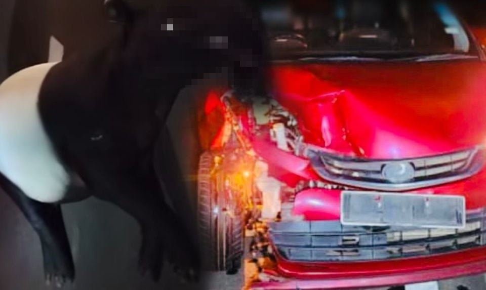 கெமாமான் நெடுஞ்சாலையில் சாலை விபத்து: தாப்பீர் பலி, சோகத்தில் விலங்கு ஆர்வலர்கள்!