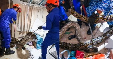 80 கிலோகிராம் எடை கொண்ட மலைப்பாம்பு வீட்டின் கூரையிலிருந்து விழுந்தது