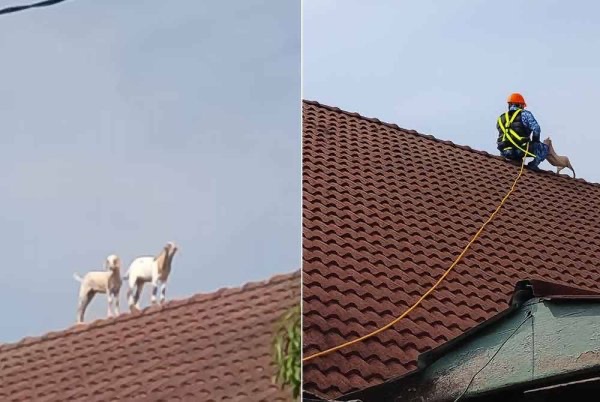 பொது தற்காப்பு வீரர்களின் உதவியுடன் இரண்டு ஆடுகள் காப்பாற்றப்பட்டன