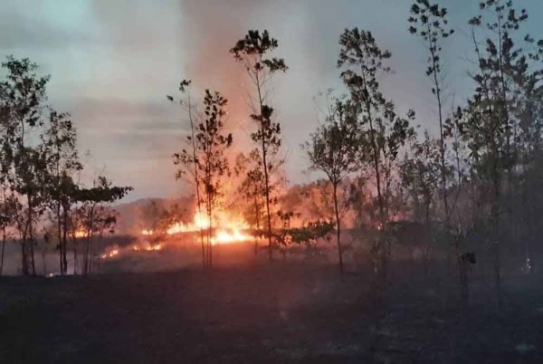 சிலாங்கூரில் பெரும் காட்டுத் தீ: 60 ஏக்கர் நிலப்பரப்பு நாசம்- தீயணைப்பு வீரர்கள் போராட்டம்