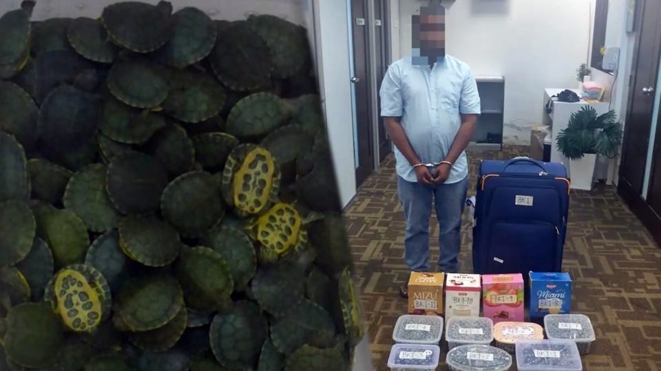 ஆமைகளைக் கடத்திய இந்தியப் பிரஜை கைது