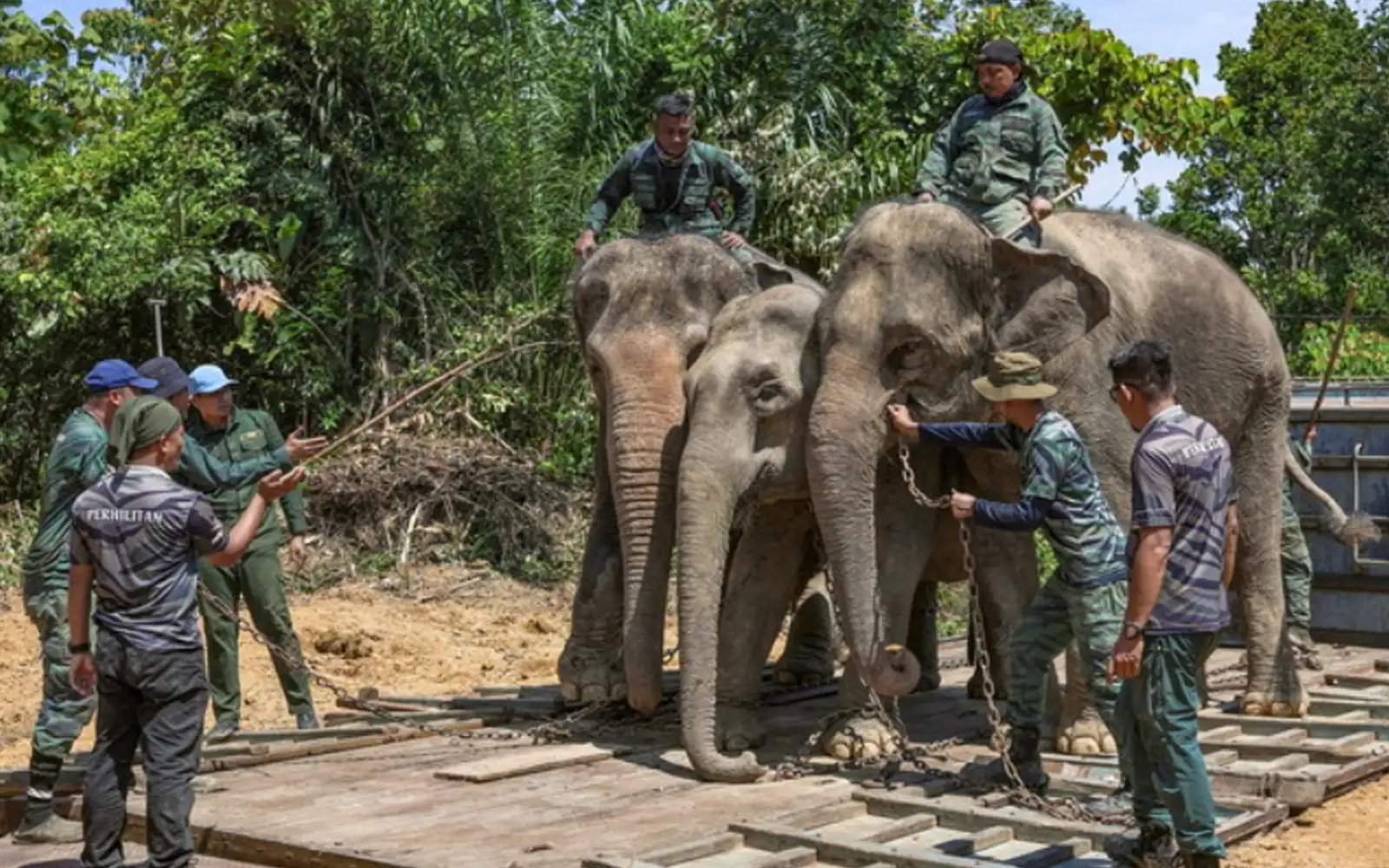 யானைகள் பலியாவதைத் தடுப்பதற்கு எச்சரிக்கைப் பலகைகள்