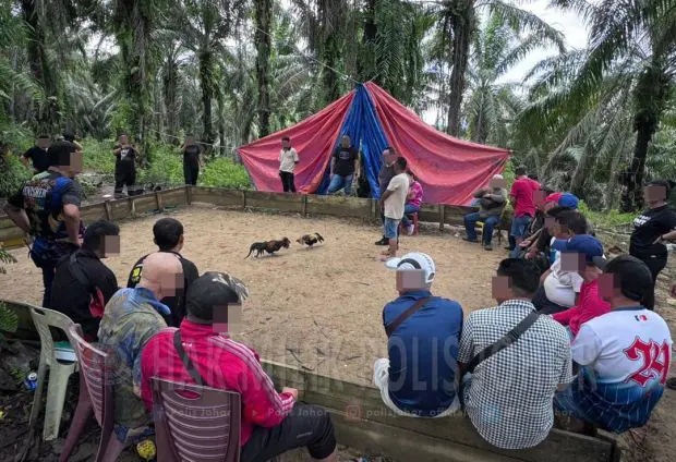ஜோகூரில் சேவல் சண்டை கும்பலைச் சேர்ந்த 43 பேர் கைது