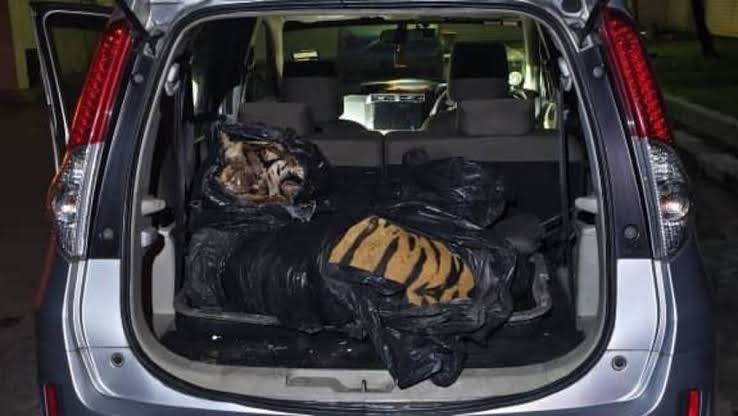 மலாயன் வகை புலி கடத்தல்: இரு ஆடவர்கள் மீது கோத்தா திங்கி நீதிமன்றத்தில் குற்றச்சாட்டு!