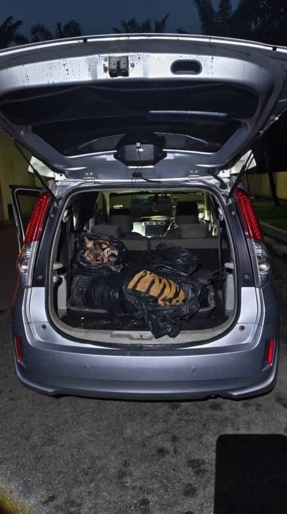 ஜோகூரில் புலியை வேட்டையாடிக் கடத்த முயன்ற இருவர் கைது!