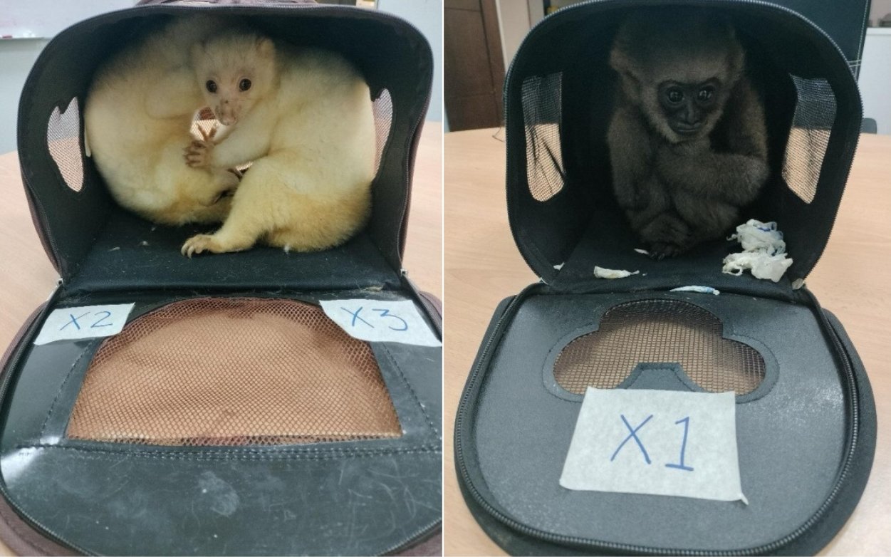 கொடிய விலங்கினத்தைக் கடத்தும் முயற்சி முறியடிப்பு