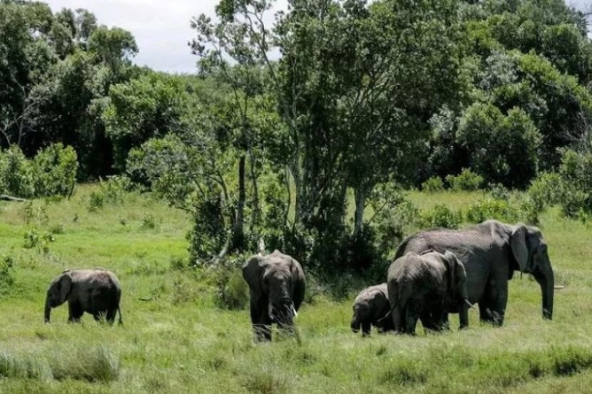 கிராமத்தில் உலவும் 3 காட்டு யானைகளால் போஸ் பாசிக் கிராமவாசிகள் அச்சம்!