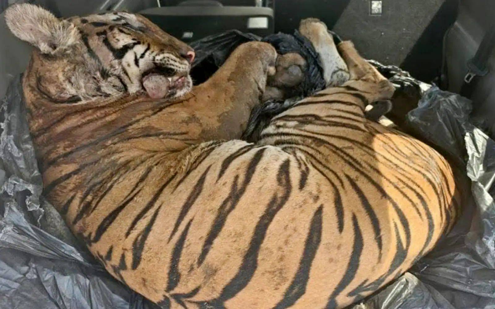 கள்ளச் சந்தையில் மலாயன் புலியின் விலை 3 லட்சம் - ஜோகூர் வனவிலங்குத் துறை தகவல்