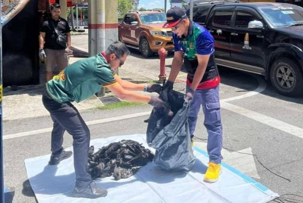 972 காகங்கள் சுட்டுக் கொல்லப்பட்டன