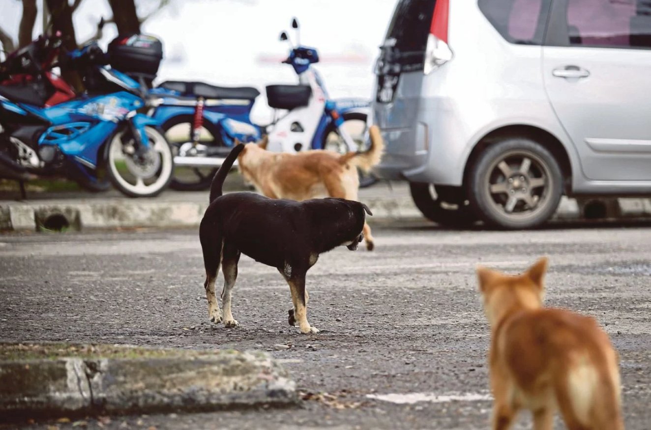 நாயைக் கொல்வதற்கு பல்கலைக்கழக நிர்வாகம், நிறுவனத்தின் சேவையைப் பயன்படுத்தியதா?