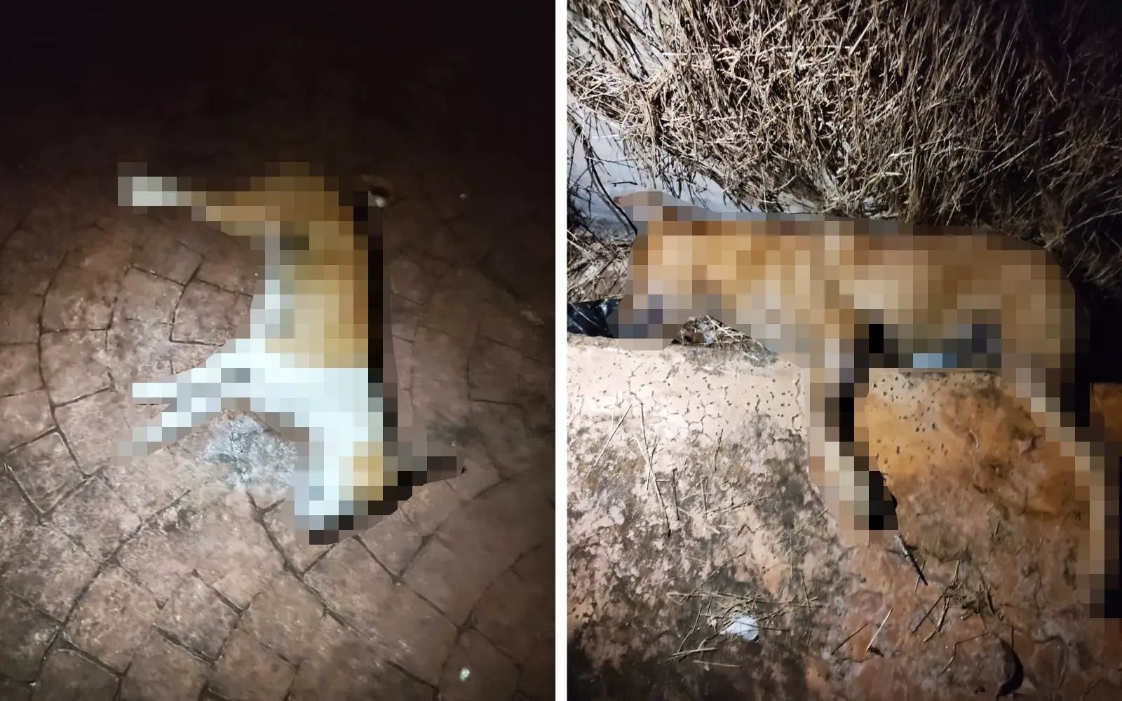 பாலிக் பூலாவ் பகுதியில் 7 தெரு நாய்கள் விஷம் வைத்துக் கொல்லப்பட்டதாக போலீசில் புகார்!