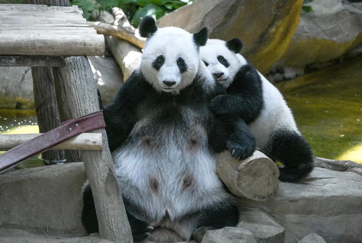 சீனா அனுப்பிய இரு பாண்டா கரடிகள் மலேசியா வந்தடைந்தன