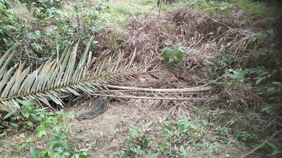 செம்பனை மட்டைகளுக்கு அருகில் பெண்ணின் அழுகிய சடலம் மீட்பு