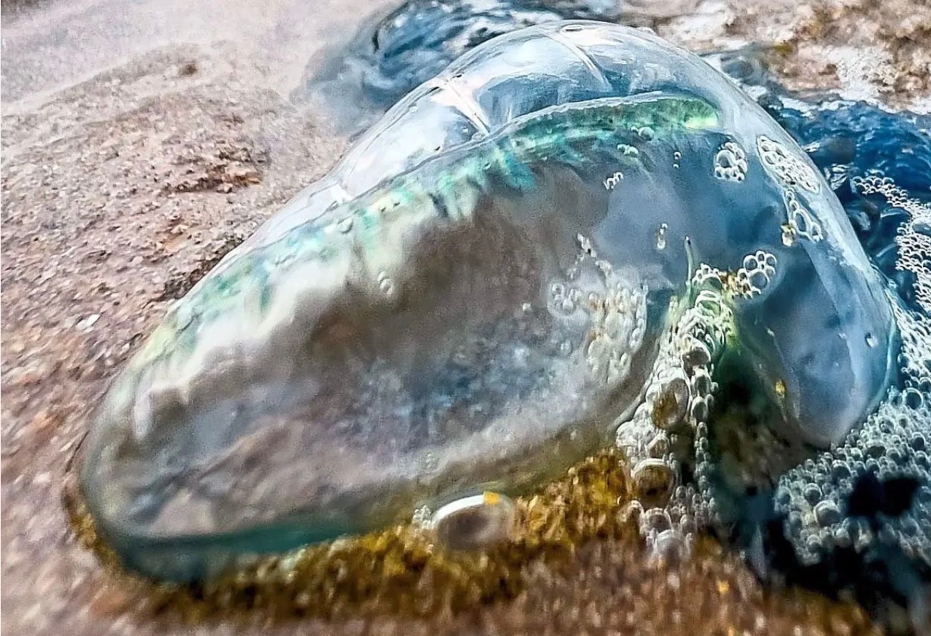 லங்காவி கடலில் ஆபத்தை விளைவிக்கும் Box ஜெல்லி மீன்கள் – மீன்வளத்துறை உறுதி