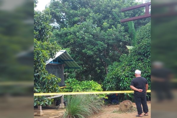 முதியவர் மரத்தடியில் இறந்து கிடந்தார்