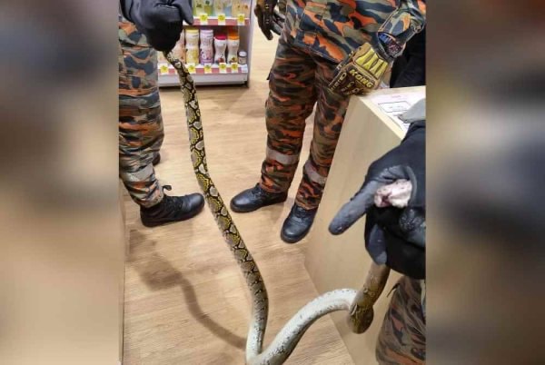 கழிவறையில் பதுங்கிய மலைப்பாம்பு: ஊழியர் காலில் கடித்துச் சென்ற அதிர்ச்சி!