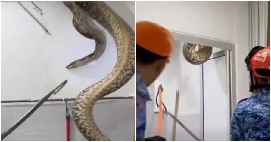 கழிவறையின் கூரையின் மேல் இருந்த 60 கிலோ ராட்சஷ மலைப்பாம்பு