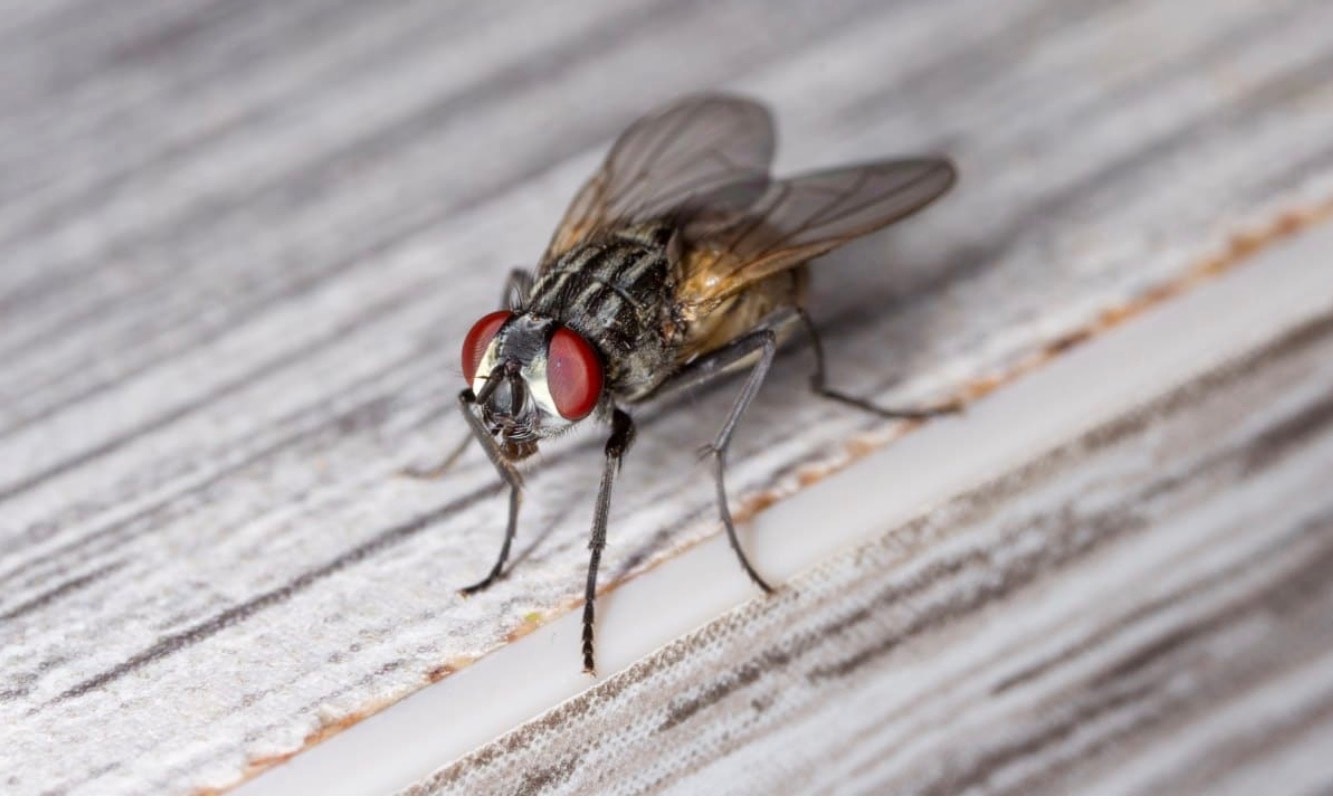 சட்டத்திற்குப் புறம்பான கோழிப் பண்ணையால் 4 மாதங்கள் ஈக்கள் தொல்லை! கோல லங்காட் கிராம மக்கள் விழி பிதுங்கினர்!