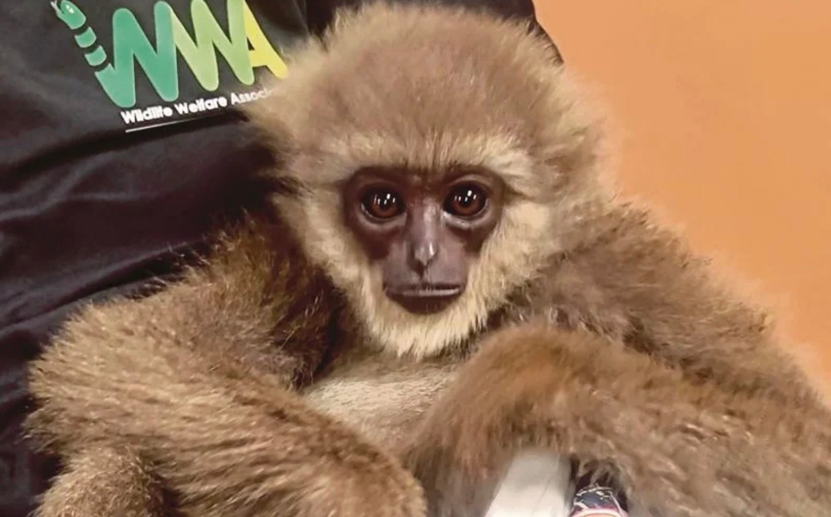 மலேசியாவில் இருந்து மும்பைக்கு கிப்போன் குரங்குகளைக் கடத்த முயன்ற பெண் கைது