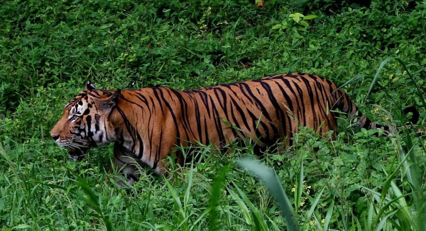 புலி நடமாட்டம்: செம்மோர் காட்டுப் பகுதியை நெருங்க வேண்டாம்