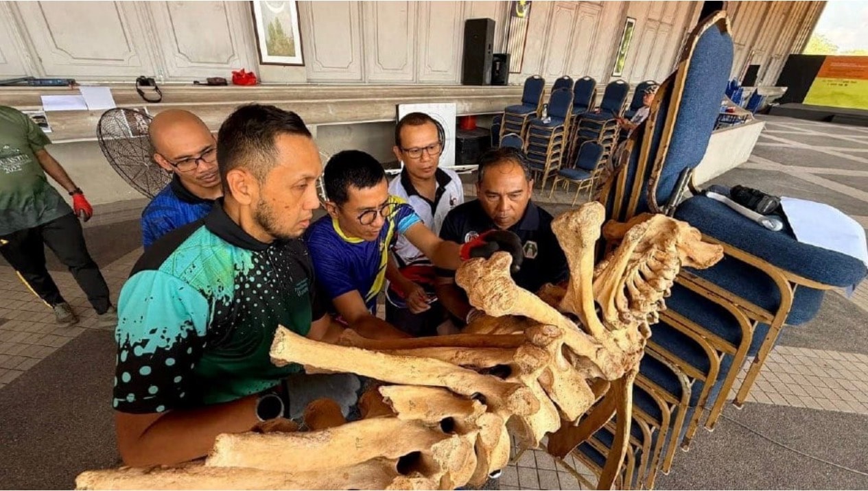 திரங்கானு அருங்காட்சியகத்தில் அரிய ஆசிய யானை எலும்புக் கூடு!