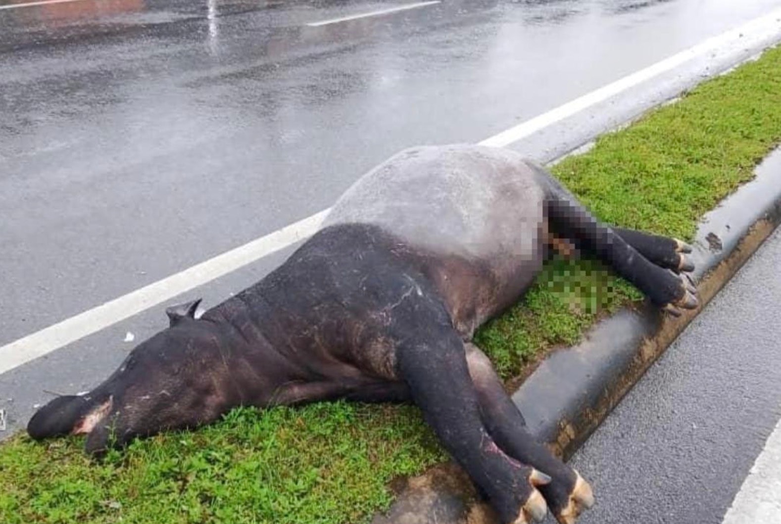 வாகனத்தில் மோதப்பட்ட தாப்பீர் உயிரிழந்தது