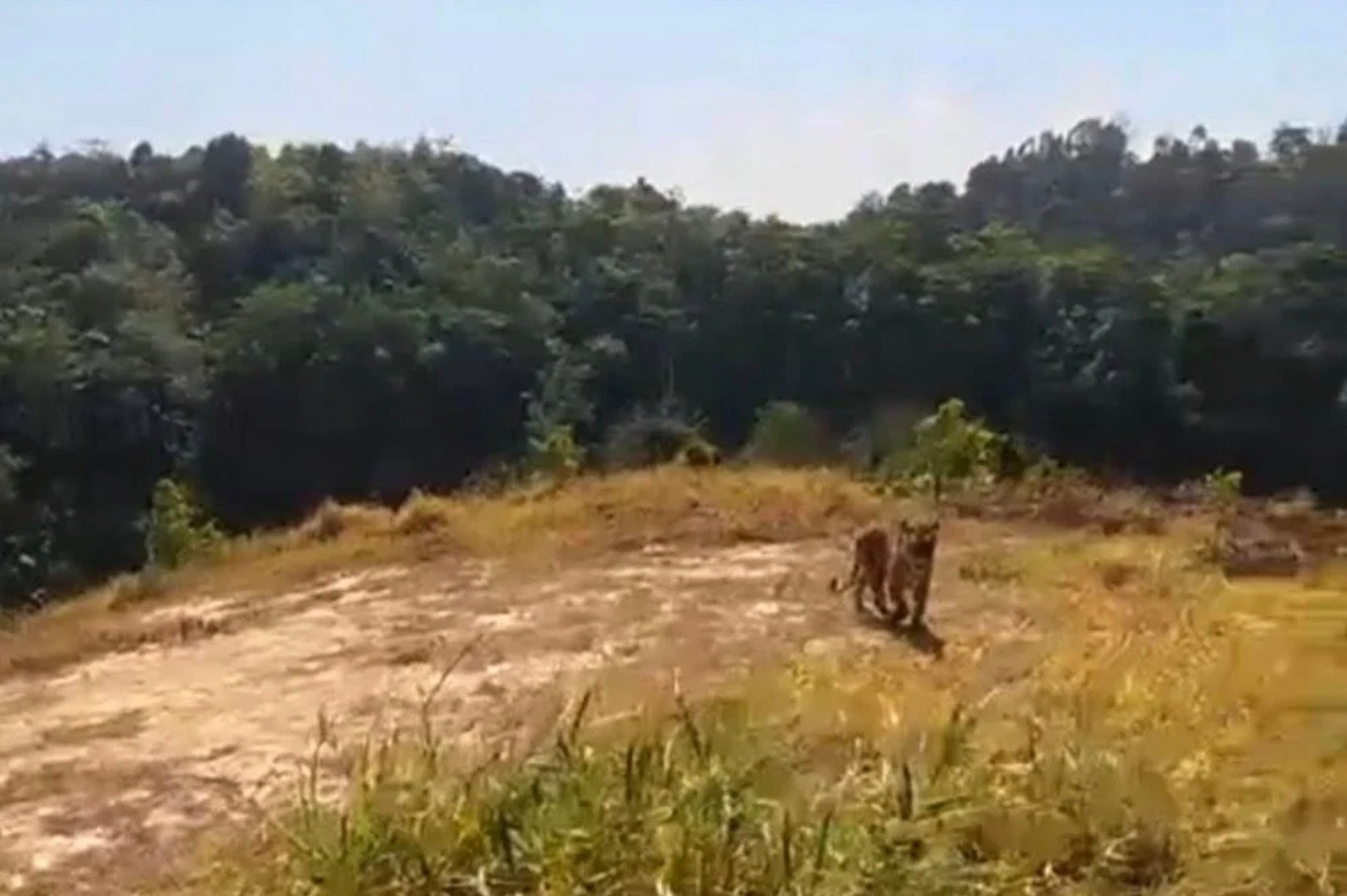 "புலி வருது, சீக்கிரம் காரில் ஏறுங்கள்!" - பேராக் தோட்டப் பகுதியில் பதற்றத்தை ஏற்படுத்திய வைரல் வீடியோ