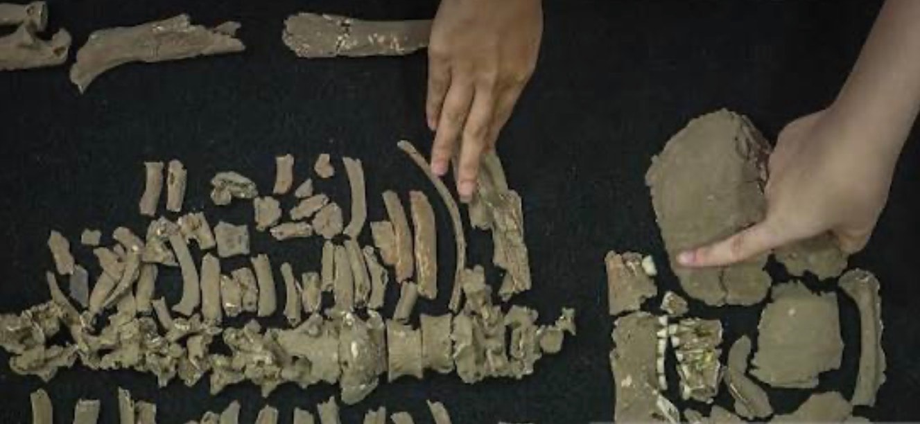 வரலாற்றுக்கு முந்தைய மனித எலும்புக்கூடு யுகேஎம்மில் காட்சிக்கு வைக்கப்பட்டுள்ளது