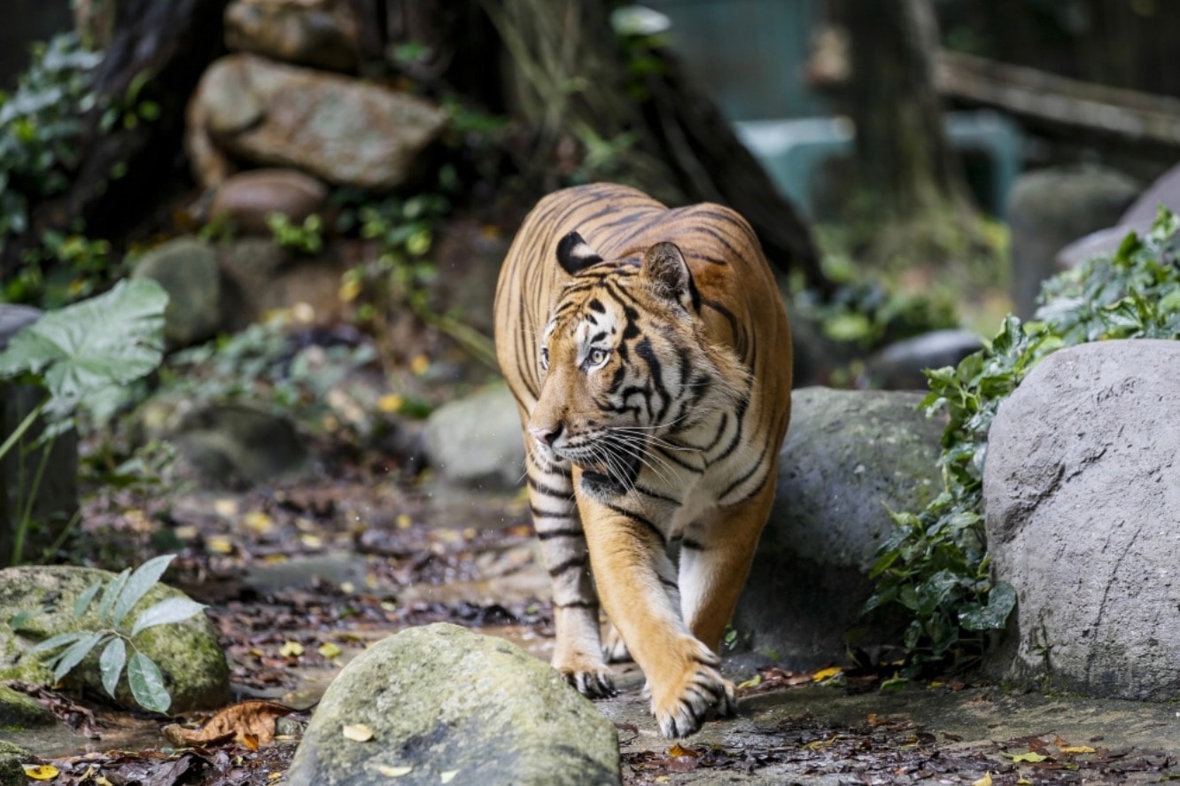 தஞ்சோங் மாலிம் பகுதியில் புலி நடமாட்டம் இல்லை – பேரா பெர்ஹிலிதான் உறுதி