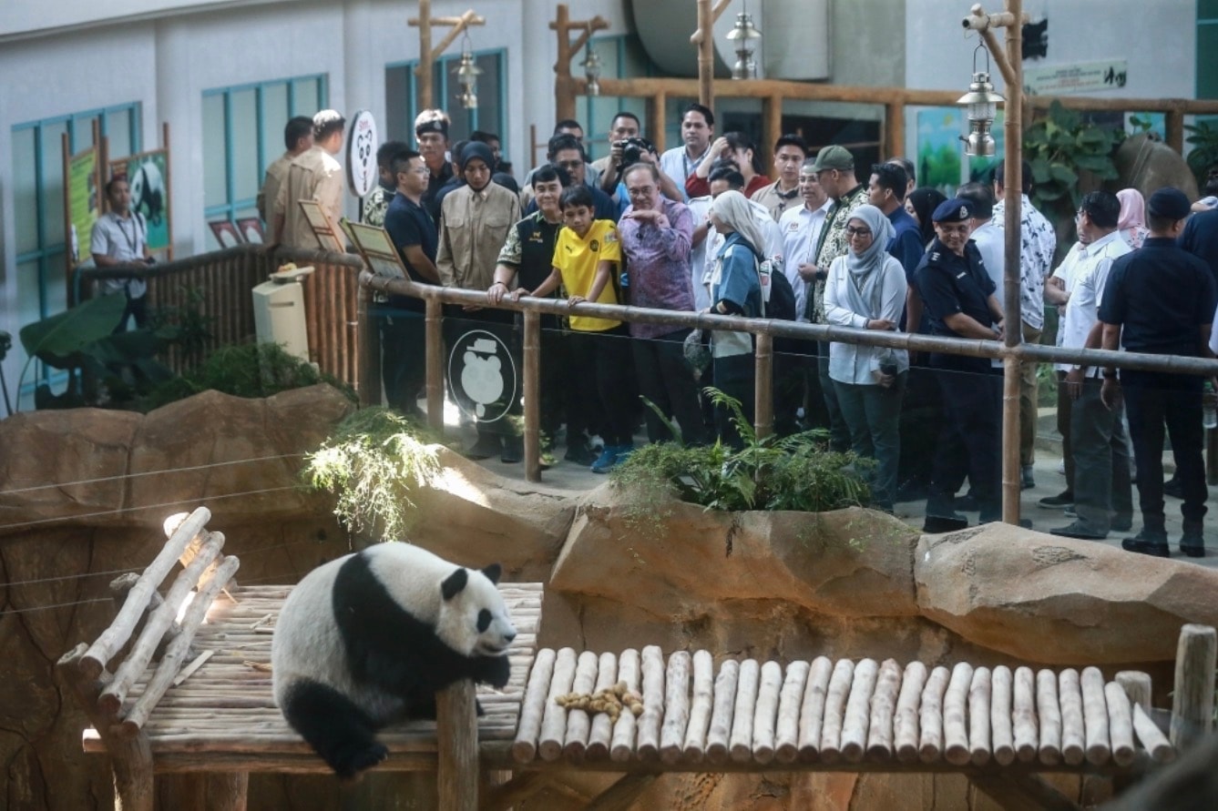 தேசிய மிருகக்காட்சி சாலையில் பிரதமர் அன்வார்: புதிய பாண்டா ஜோடி 'சென் சிங் - சியாவோ யுவே' அறிமுகம் - RM5 மில்லியன் கூடுதல் நிதி ஒதுக்கீடு