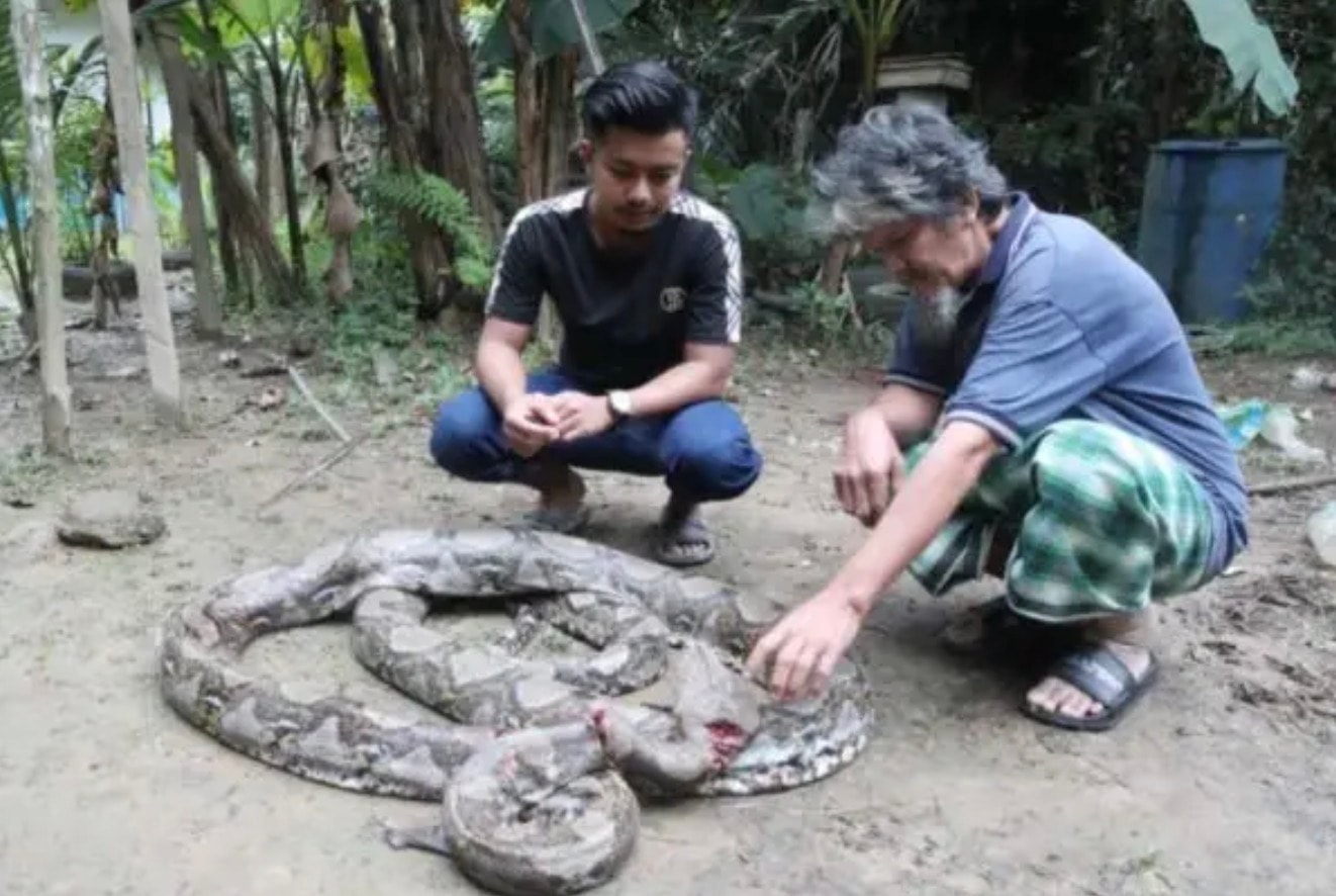 சிறுவன் மலைப்பாம்பு தாக்கி காயமுற்றான்