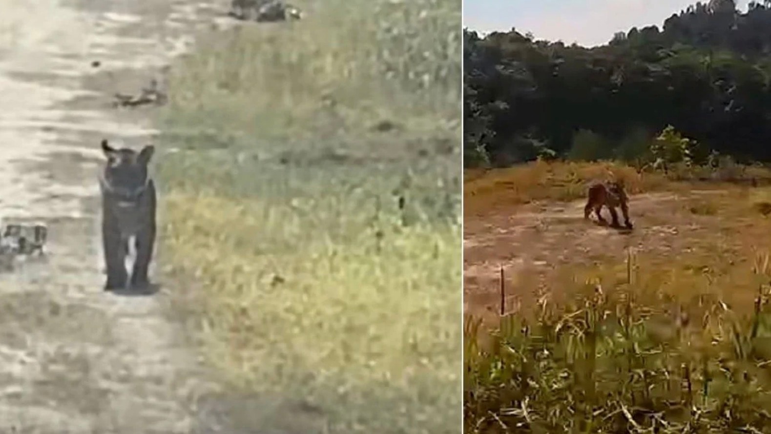 சிம்மோர் அருகே தென்பட்ட புலி: உடல்நலக் குறைவால் சுங்கை மையத்தில் சிகிச்சை!