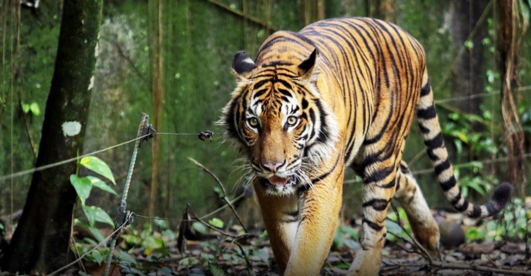 மலாயா புலியை காப்பாற்ற நடவடிக்கை எடுப்பீர்: பினாங்கு பயனீட்டாளர் சங்கம் வலியுறுத்து