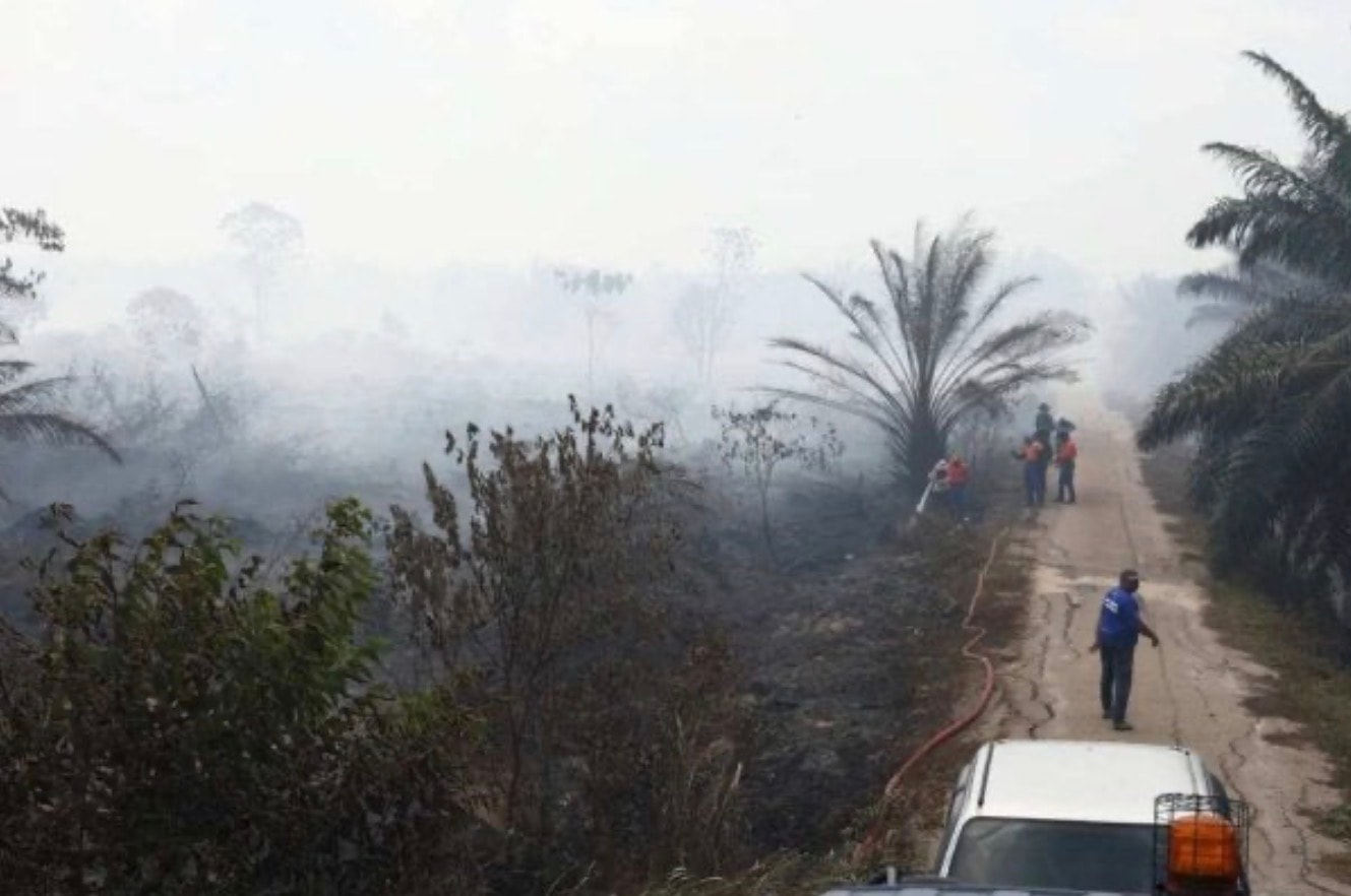 பாகோ காண்டாமரக் காடுகளில் தீ: 54 ஹெக்டர் பரப்பளவிலான நிலங்கள் பாதிப்பு