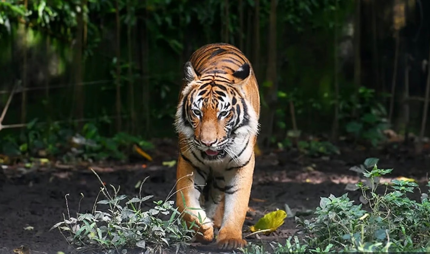 அடுக்குமாடிக் குடியிருப்பில் புலியை மறைத்து வைத்திருந்த குற்றச்சாட்டு: தொழிலதிபருக்கு 2 ஆண்டுகள் சிறை, 3 லட்சம் ரிங்கிட் அபராதம்