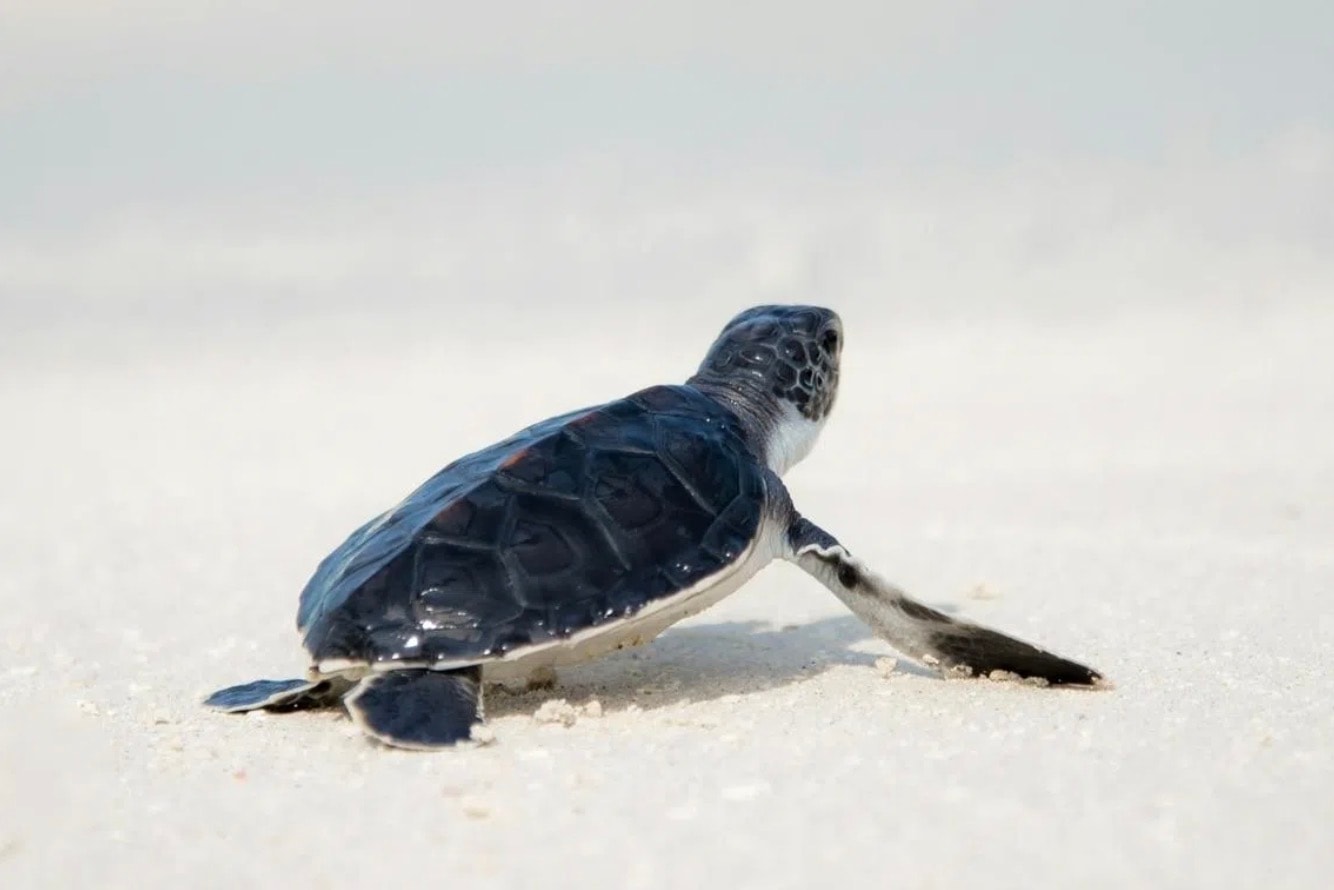 பெர்லிஸில் அரிய வகை ஆமைகளைக் கடத்தும் 'நிஞ்சா டர்டில்' கும்பல் முறியடிப்பு