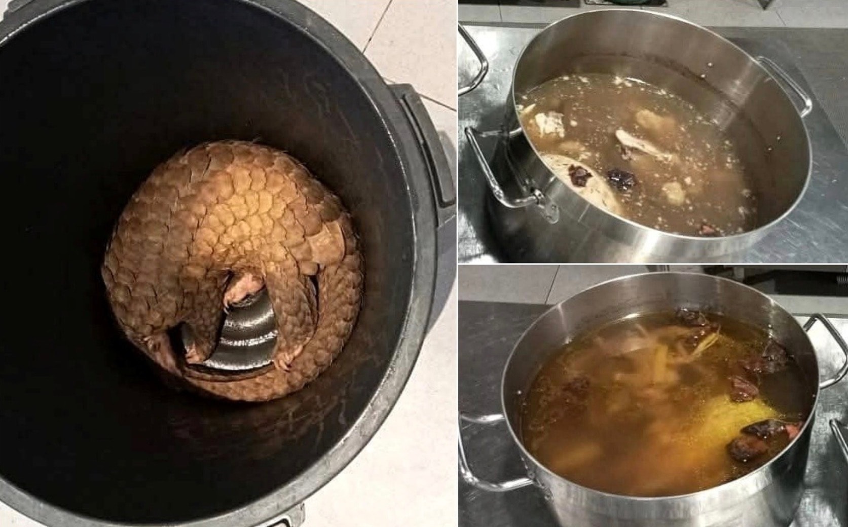 சபா விடுதியில் சுற்றுலாப் பயணிகளுக்கு அரிய வகை விலங்குகளின் இறைச்சி உணவுகள் - 3 பேர் கைது