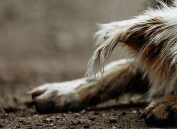 சிரம்பானில் 11 நாய்கள் மர்மமான முறையில் உயிரிழப்பு; விஷம் வைக்கப்பட்டதாக சந்தேகம்