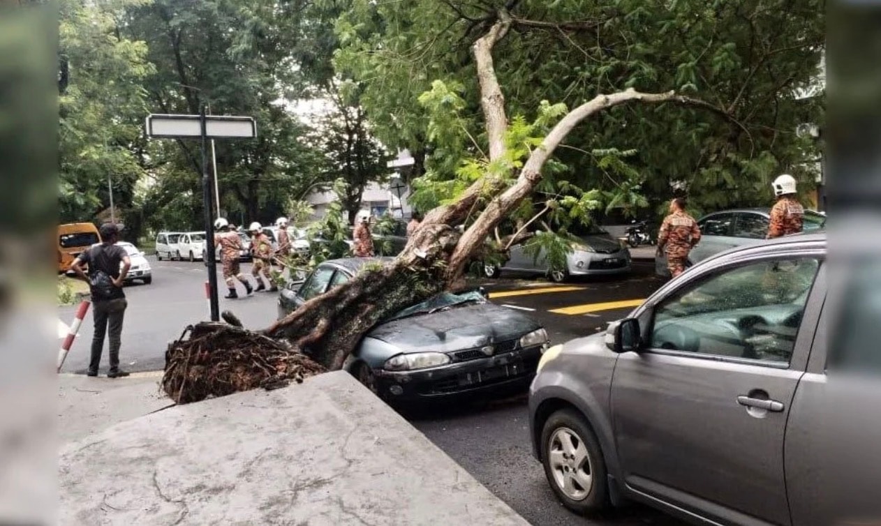 ஜார்ஜ்டவுனில் மரம் விழுந்து இரண்டு கார்கள் சேதம்