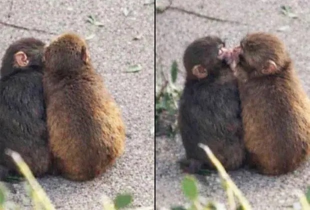 சமூக ஊடக வைரல் ‘பஞ்ச்’ குரங்கு குட்டிக்கு புதிய தோழி