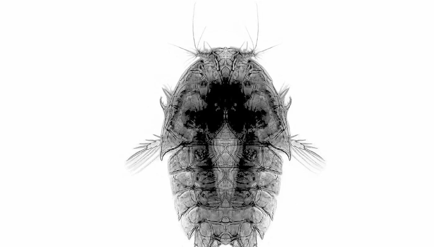 சிபாடான் ‘ஆமை’ குகையில் புதிய கடல்வாழ் உயிரினம் கண்டுபிடிப்பு