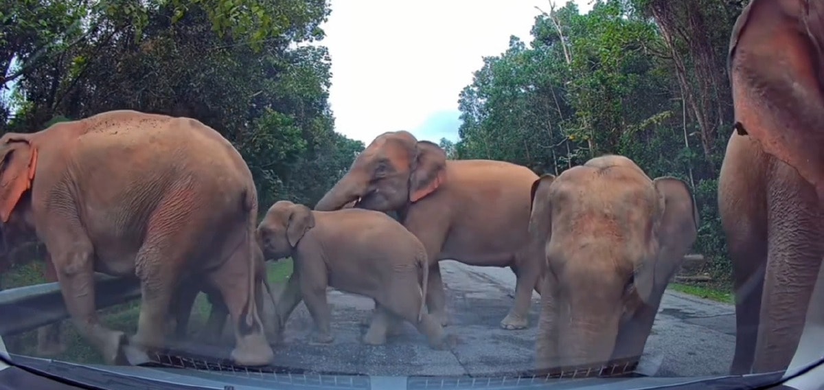 கிரிக் அருகே நெடுஞ்சாலையில் காட்டு யானைகள்: பெரிலிட்டன் நடவடிக்கை