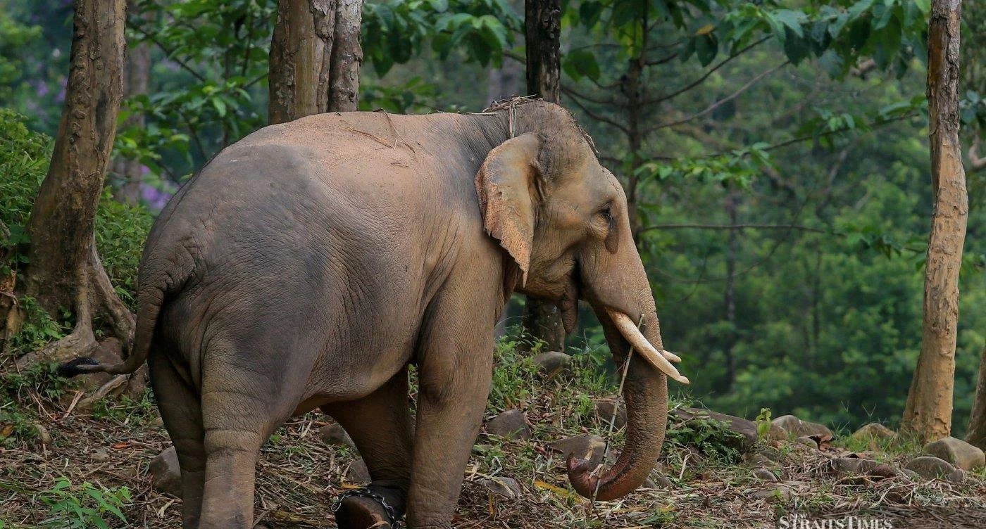19 யானைகள் விற்பனை செய்யப்பட்டதாகக் கூறப்படும் தகவல் உண்மையல்ல: பெர்ஹிலிட்டன்  விளக்கம்