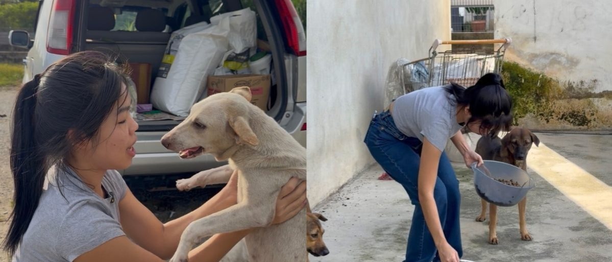 சமூக ஊடக விளம்பர யுக்தி: தெருநாய்களுக்குப் புது வாழ்வு அளிக்கும் மலேசிய மாணவர்