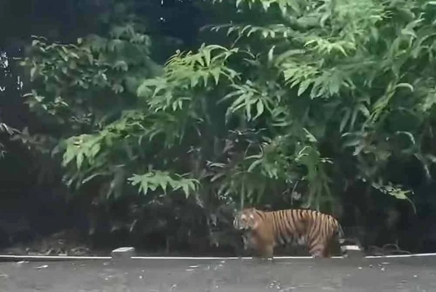 குளுவாங் அருகே தென்பட்ட புலி: அச்சத்தில் கிராம மக்கள் - வனத்துறை தீவிர கண்காணிப்பு